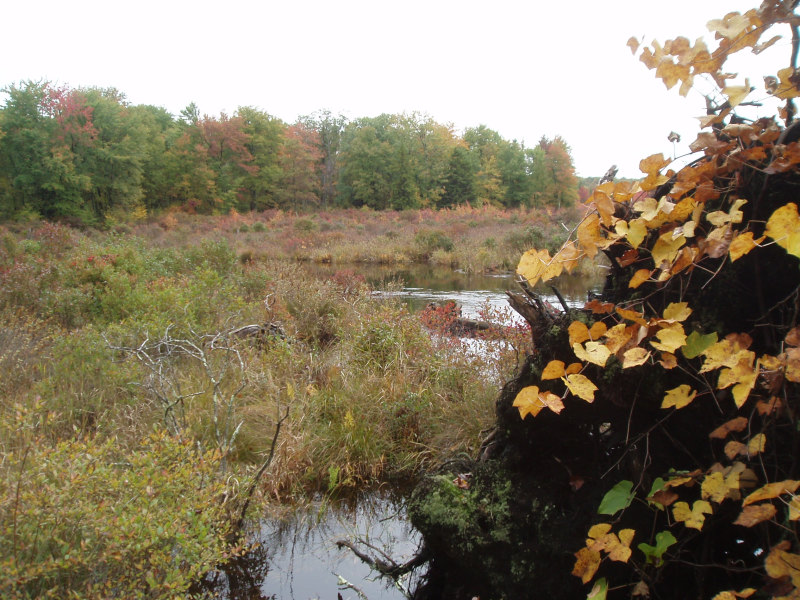 Highbush Blueberry - Meadowsweet Wetland